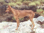 Cute Podenco Canario dog