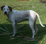 Cute Pointer dog