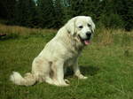 Cute Polish Tatra Sheepdog