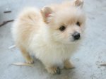 Cute Pomeranian dog