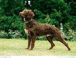 Cute Pont-Audemer Spaniel dog