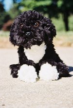 Cute Portuguese Water Dog 