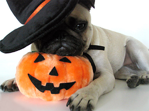 Cute Pug dog in hat фото