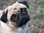 Cute Pug dog