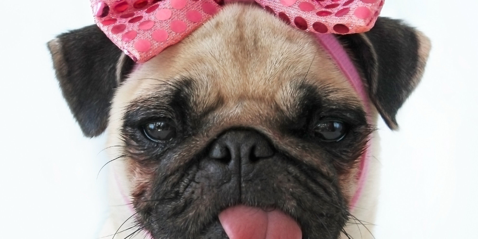 Cute Pug dog with rose bow фото