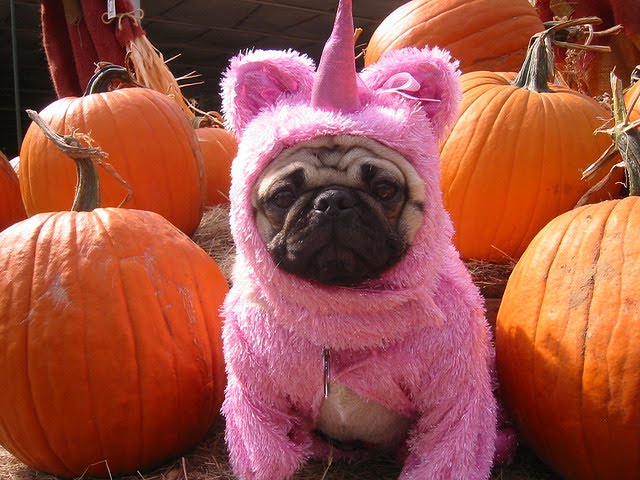 Cute Pug girl in pink фото