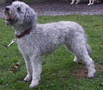 Cute Pumi dog 