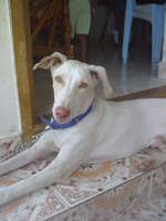 Cute Rajapalayam dog