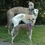 Cute Rampur Greyhound dogs