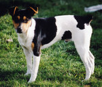 Cute Rat Terrier dog 