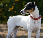 Cute Ratonero Bodeguero Andaluz