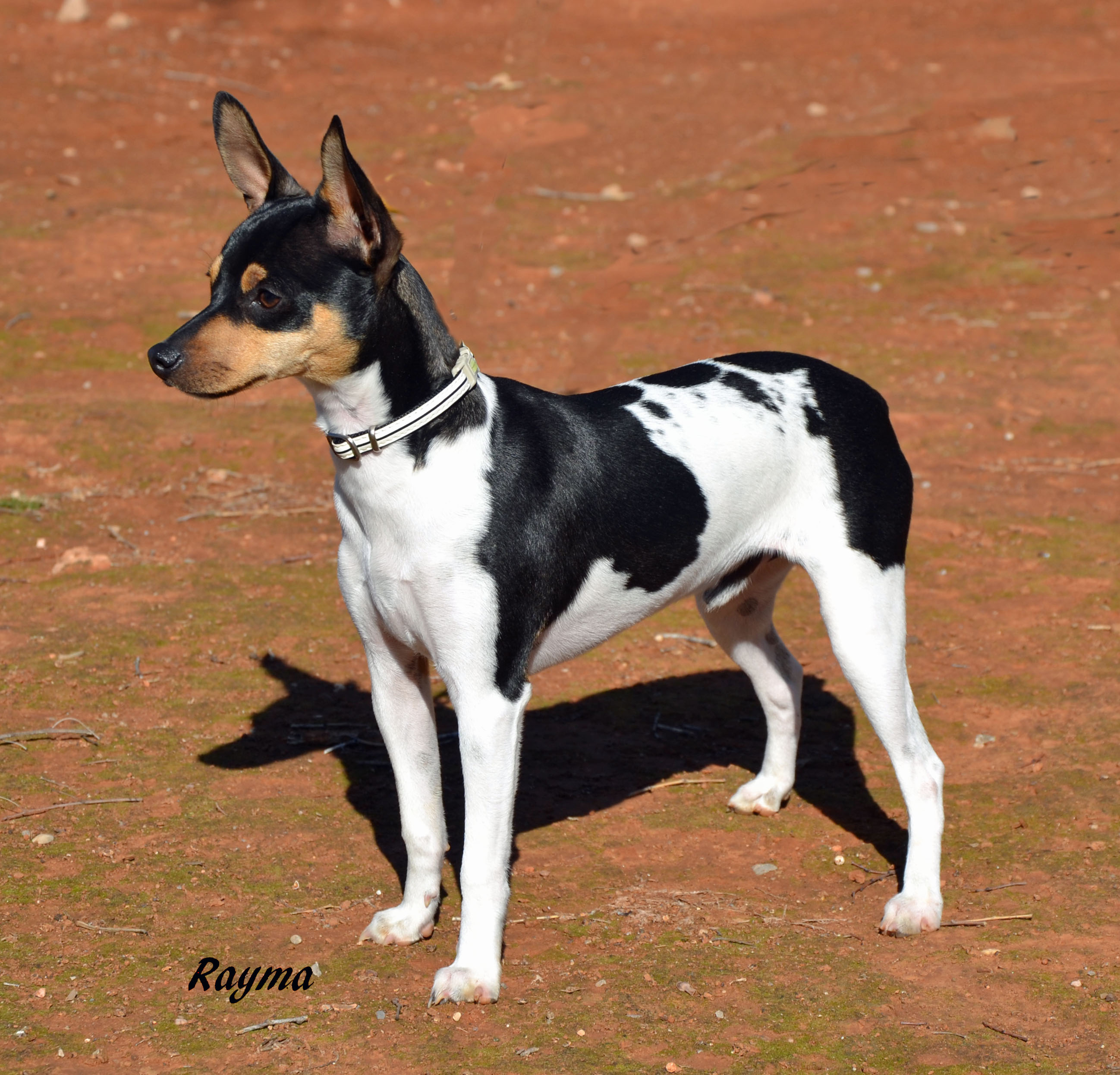 Симпатичная собака Ratonero Valenciano фото