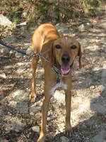 Cute Redbone Coonhound dog 