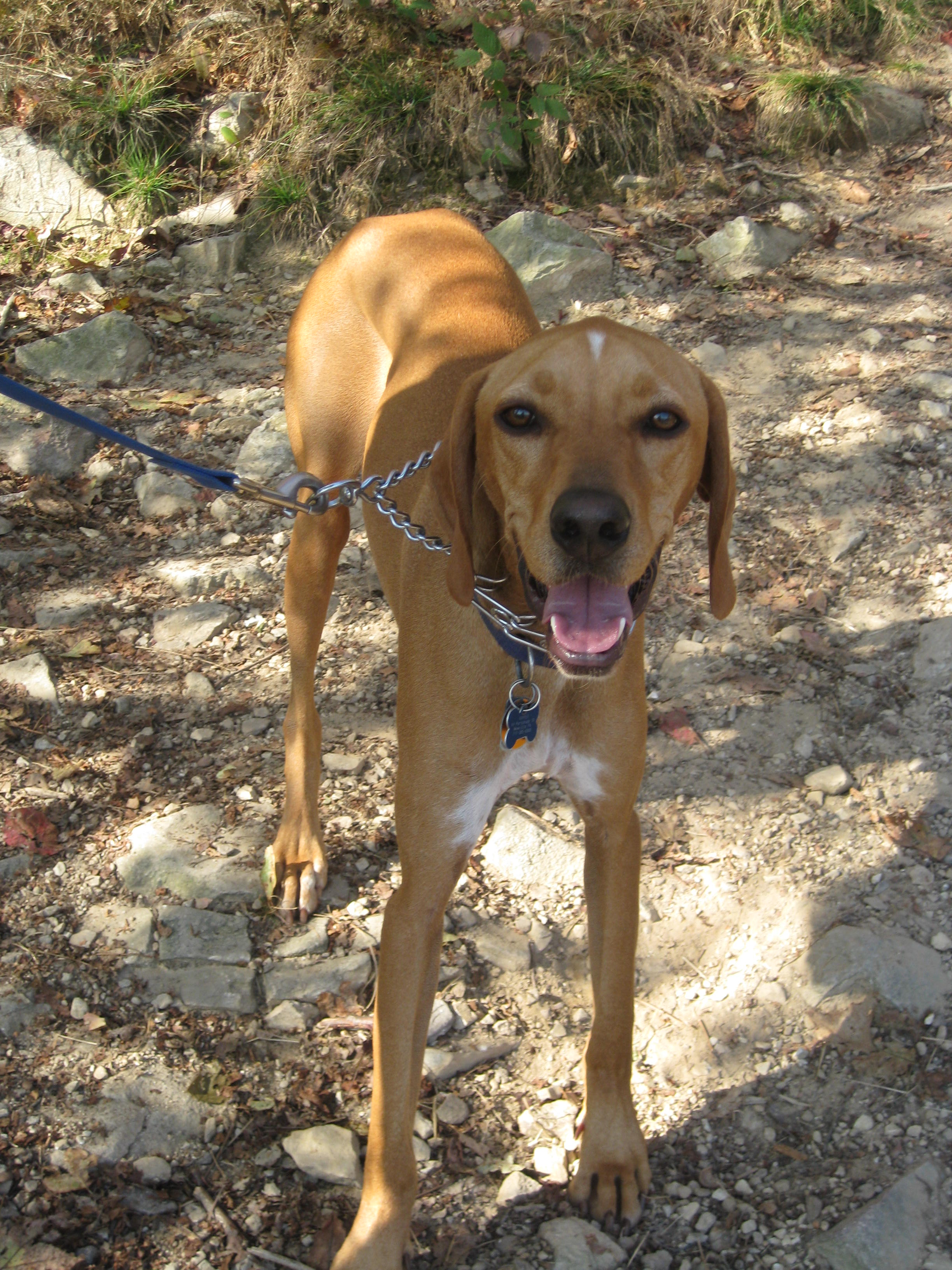Cute Redbone Coonhound dog photo.