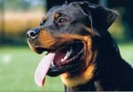 Cute Rottweiler dog 