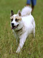 Cute running West Siberian Laika