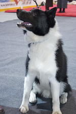 Cute Russo-European Laika dog 