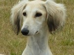 Cute Saluki dog 