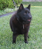 Cute Schipperke dog 