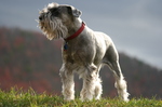 Cute Schnauzer, Standard dog