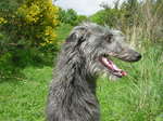 Cute Scottish Deerhound dog