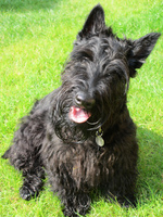 Cute Scottish Terrier dog