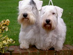 Cute Sealyham Terrier dogs