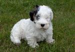 Cute Sealyham Terrier puppy