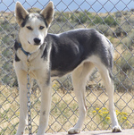 Cute Seppala Siberian Sleddog 