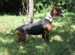 Cute Serbian Hound dog