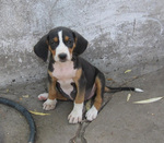 Cute Serbian Tricolour Hound 