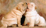 Cute Shar Pei dogs