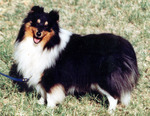 Cute Shetland Sheepdog