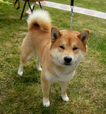 Симпатичная собака Сиба-ину