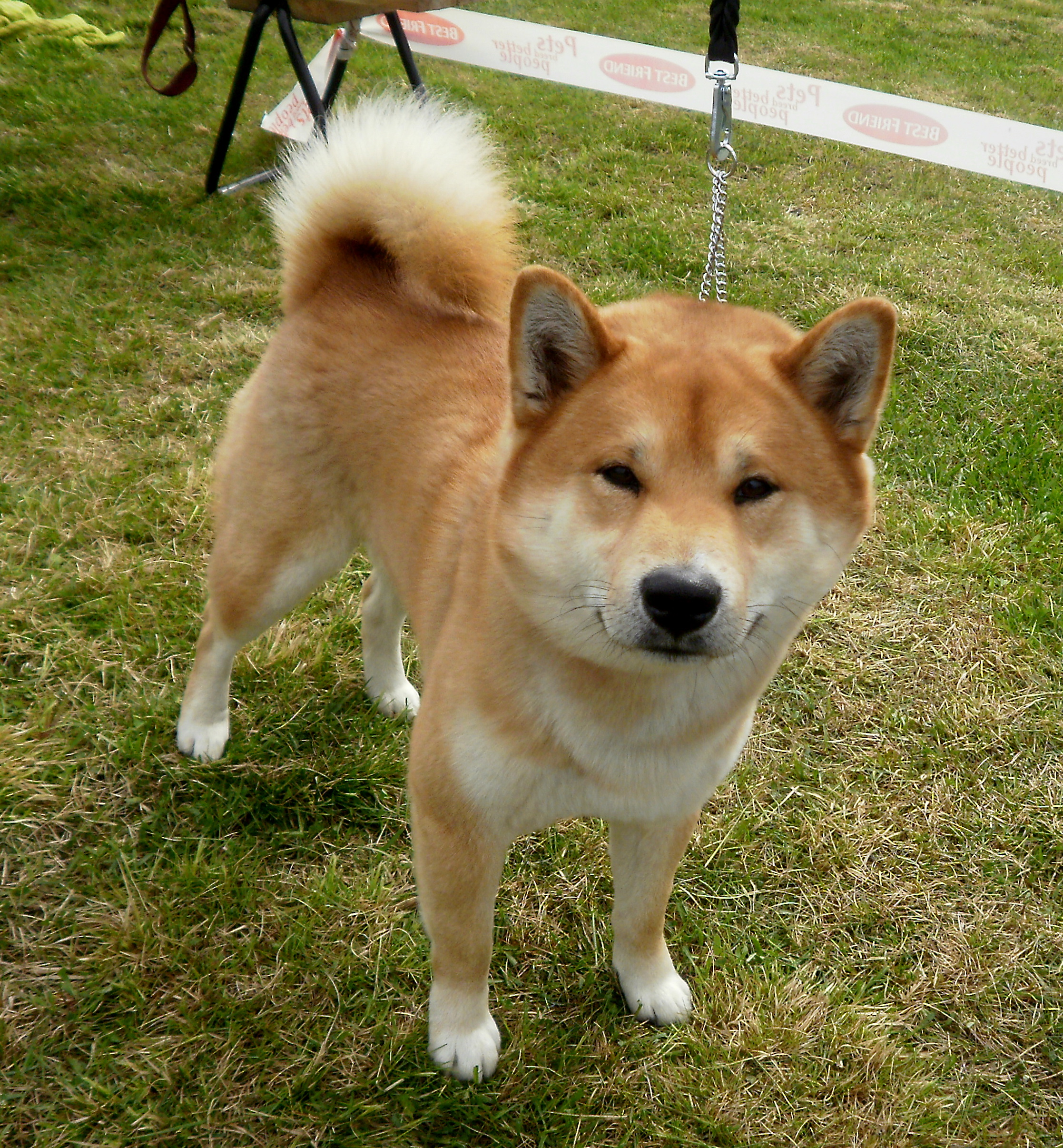 Cute Shiba Inu dog photo and wallpaper. Beautiful Cute Shiba Inu dog