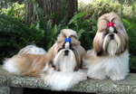 Cute Shih Tzu dogs