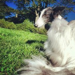 Cute Silken Windhound dog