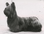 Cute Skye Terrier dog 