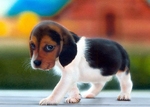 Cute small Beagle