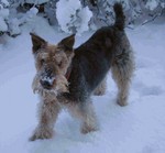 Cute snowy Airedale Terrier