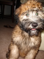 Cute Soft-Coated Wheaten Terrier puppy