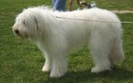 Cute South Russian Ovcharka dog 