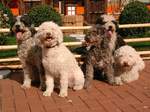 Cute Spanish Water Dogs