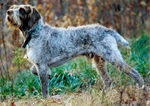 Cute Spinone Italiano dog