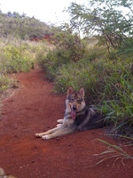 Cute Tamaskan dog 