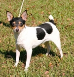 Cute Teddy Roosevelt Terrier