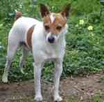 Cute Tenderfield Terrier