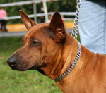 Cute Thai Ridgeback 