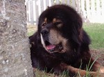 Cute Tibetan Mastiff 