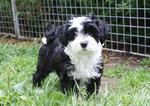 Cute Tibetan Terrier 